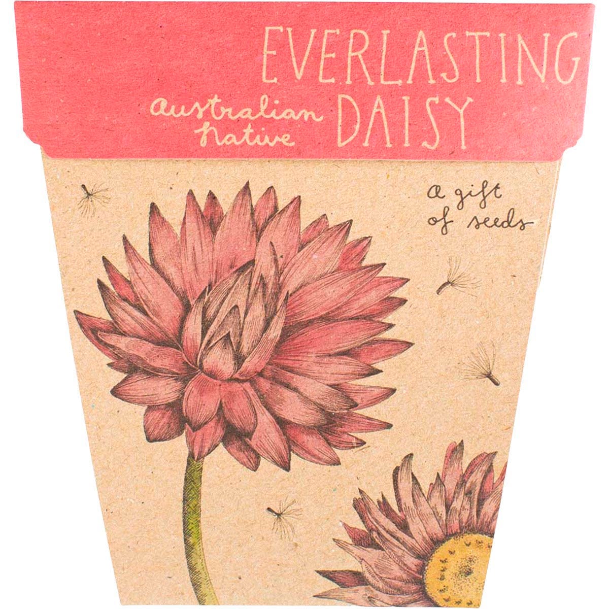 Sow 'n Sow- Gift of Seeds Everlasting Daisy