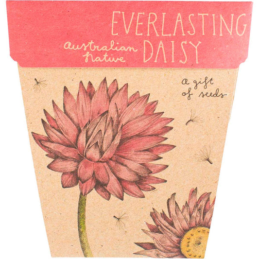 Sow 'n Sow- Gift of Seeds Everlasting Daisy